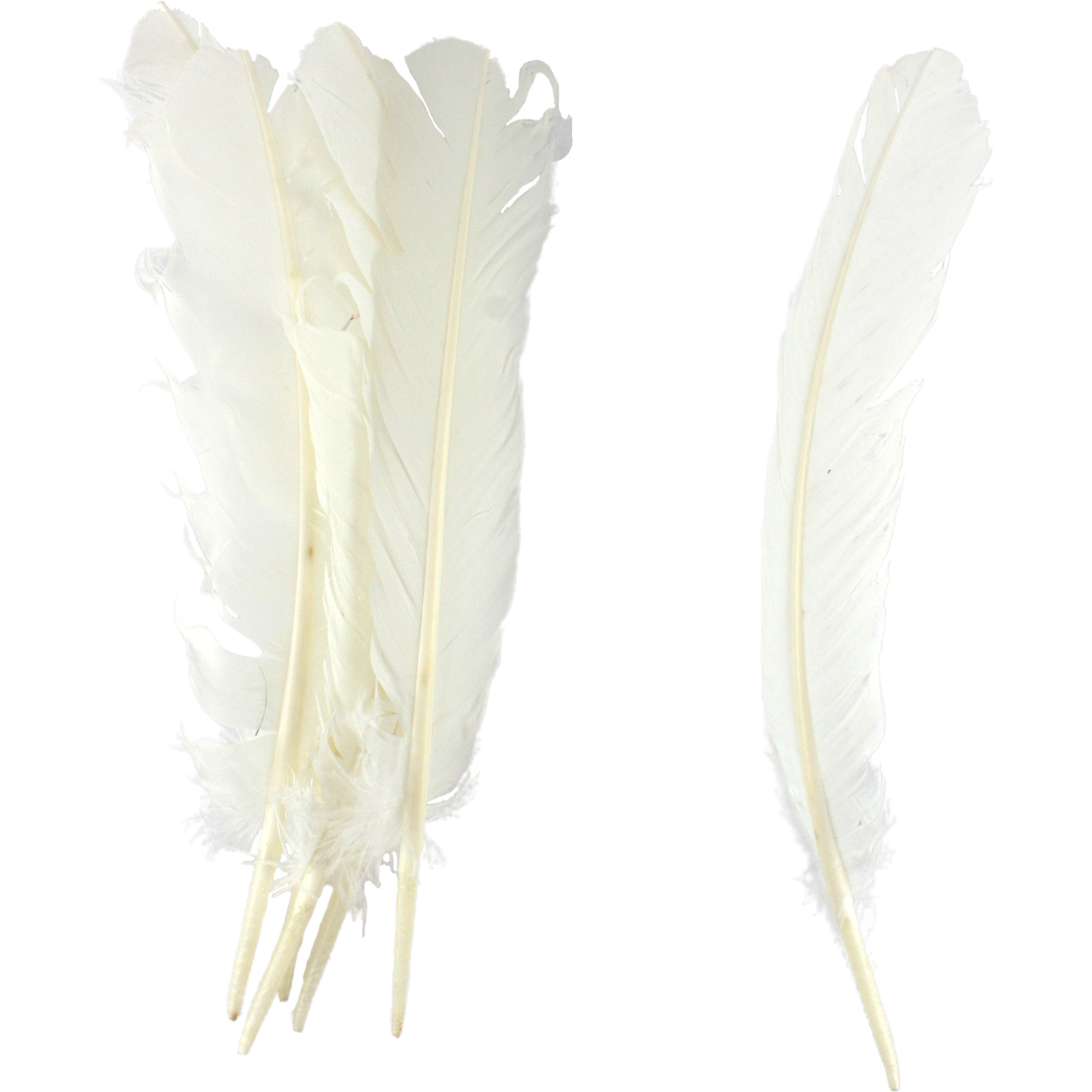 White Feathers 28cm (Pack of 6)