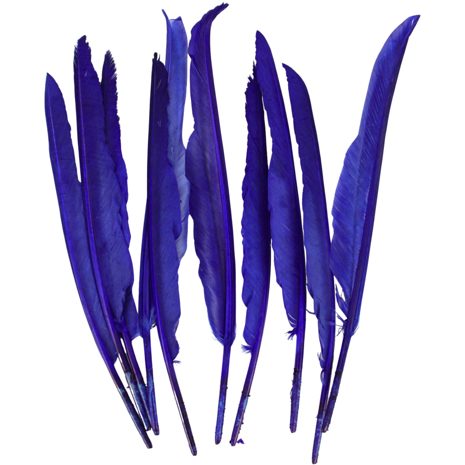 Blue Feathers 28cm - Discount Party Supplies