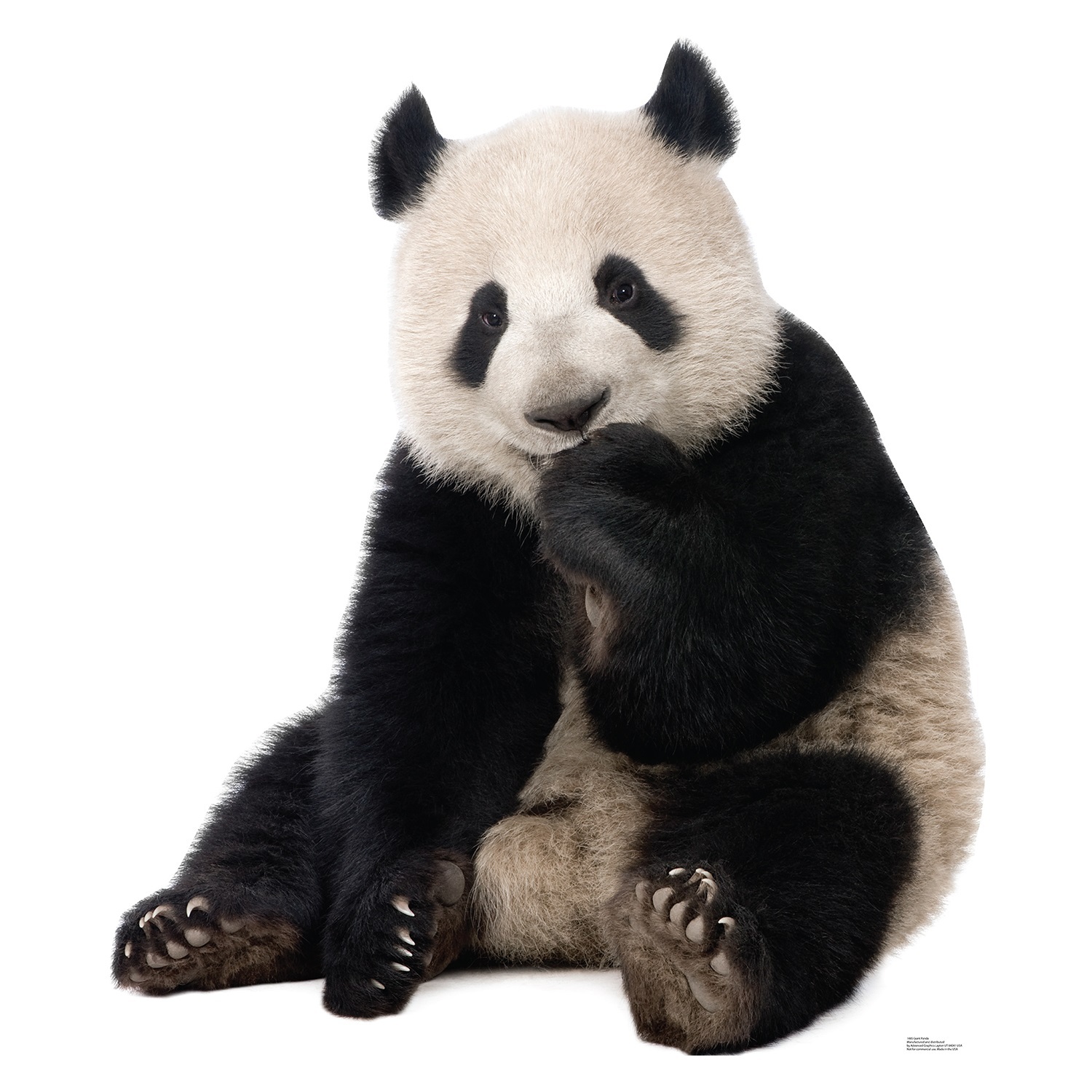 Giant Panda Stand Up Photo Prop
