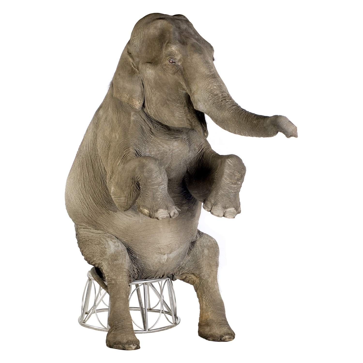Asian Elephant Stand Up Photo Prop