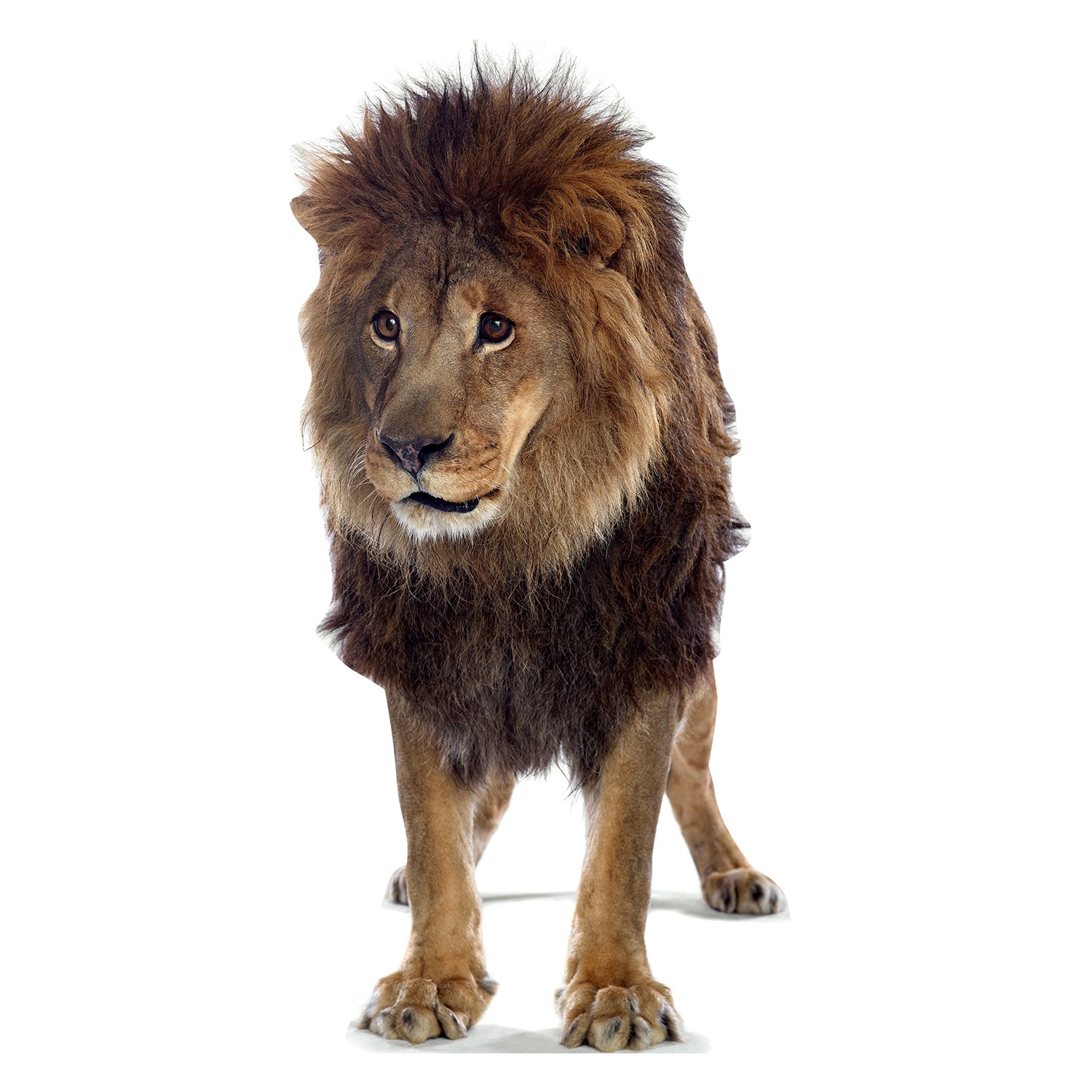 Lion Stand Up Photo Prop