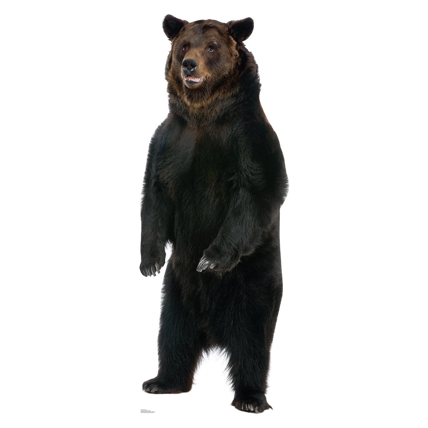 Giant Brown Bear Stand Up Photo Prop