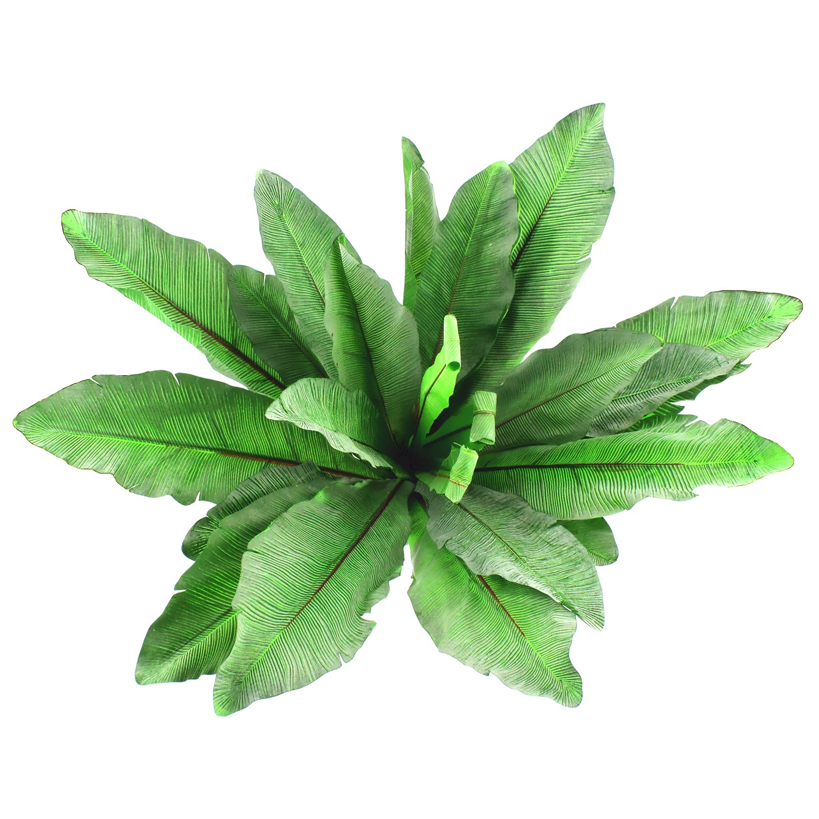 Birds Nest Fern Decoration