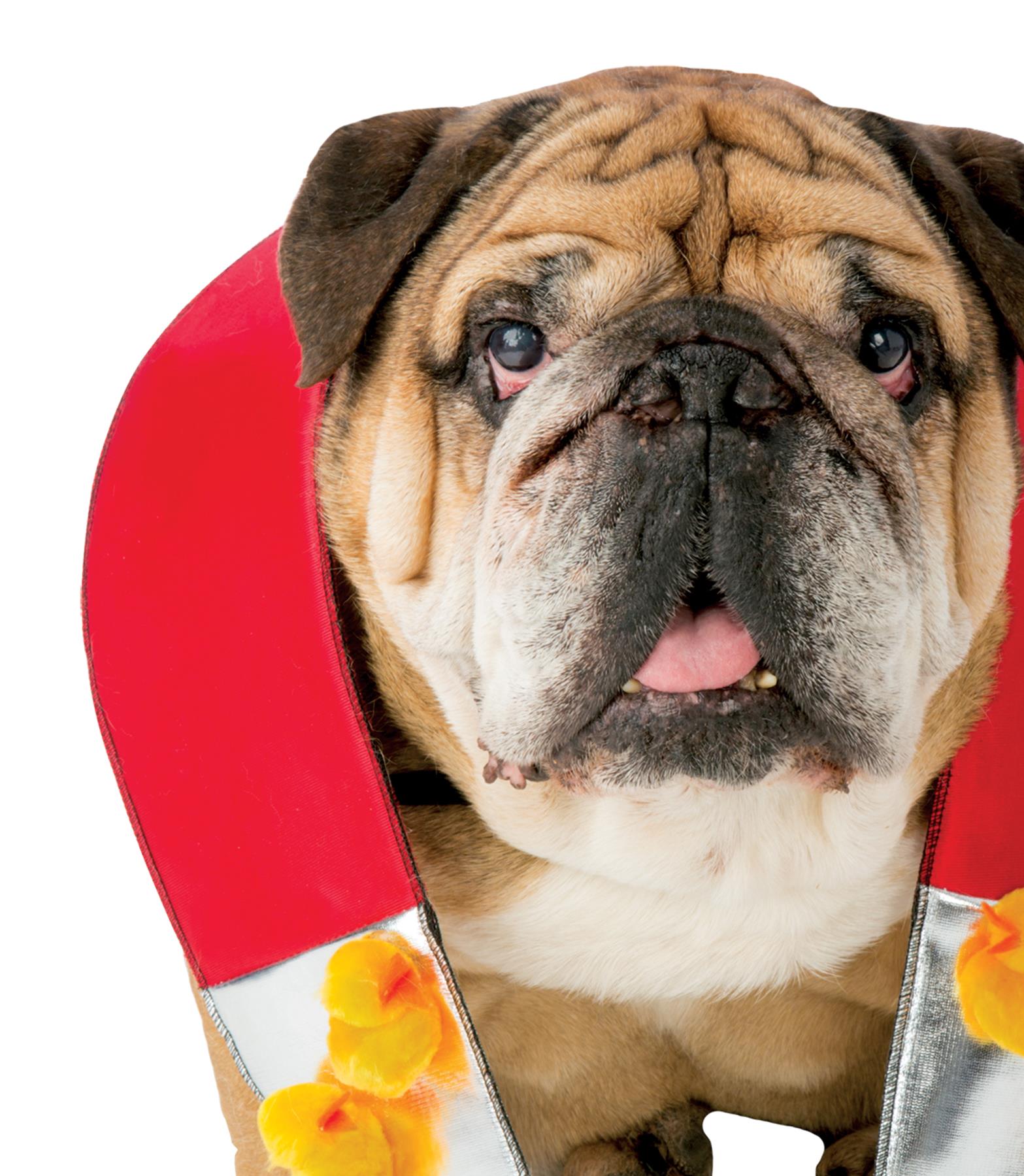 Zelda Chick Magnet Pet Costume XS/S