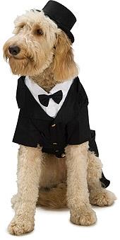 Dapper Dog Big Dog Pet Costume 3XL