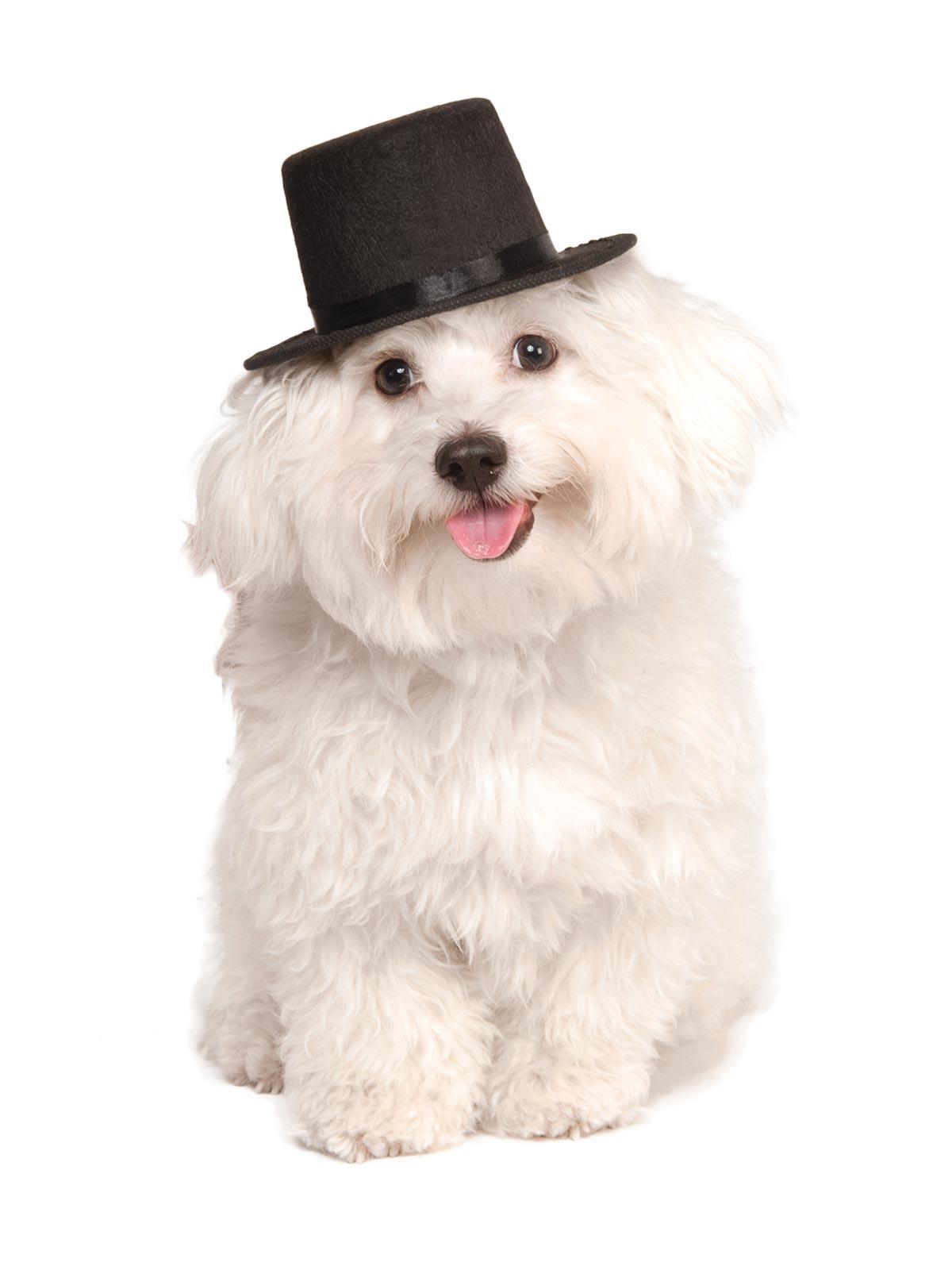 Top Hat Pet Costume Accessory S/M