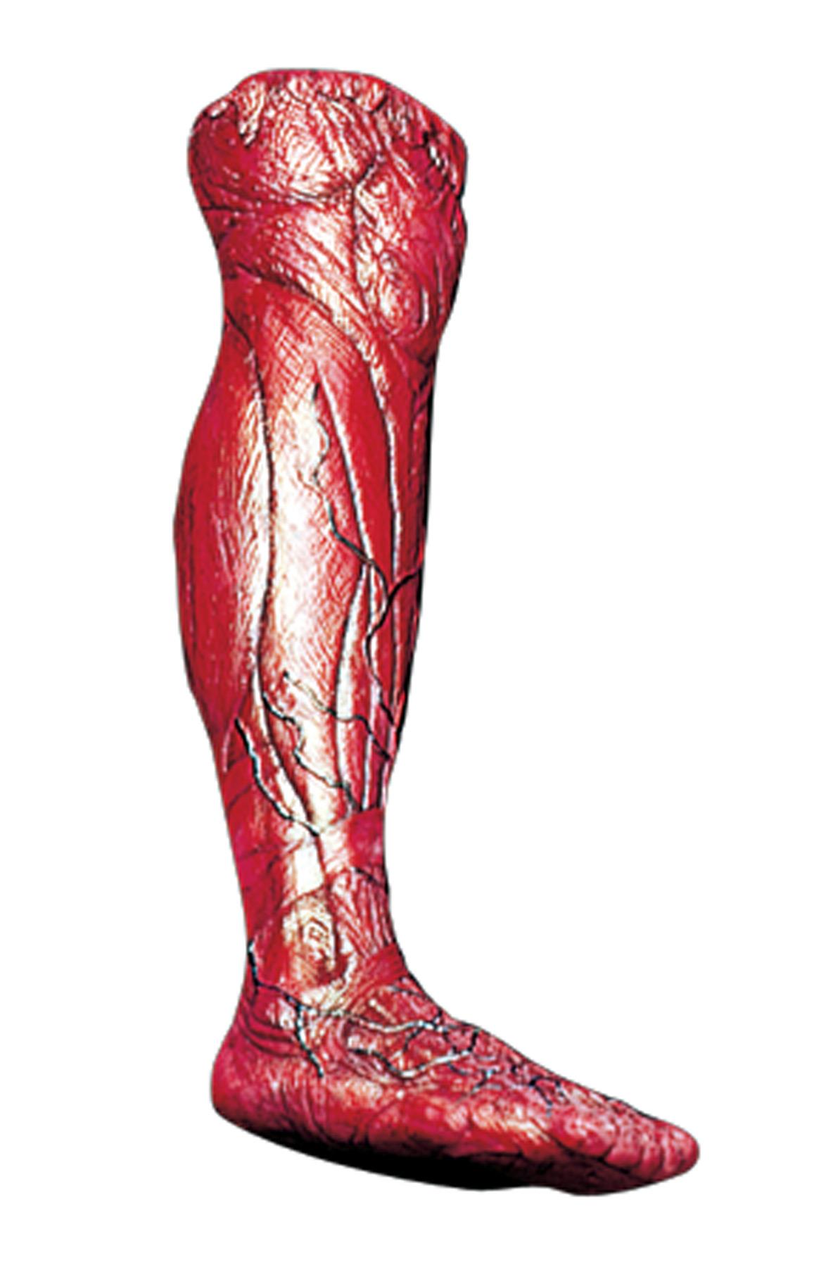 Skinned Alive Right Leg Latex Prop