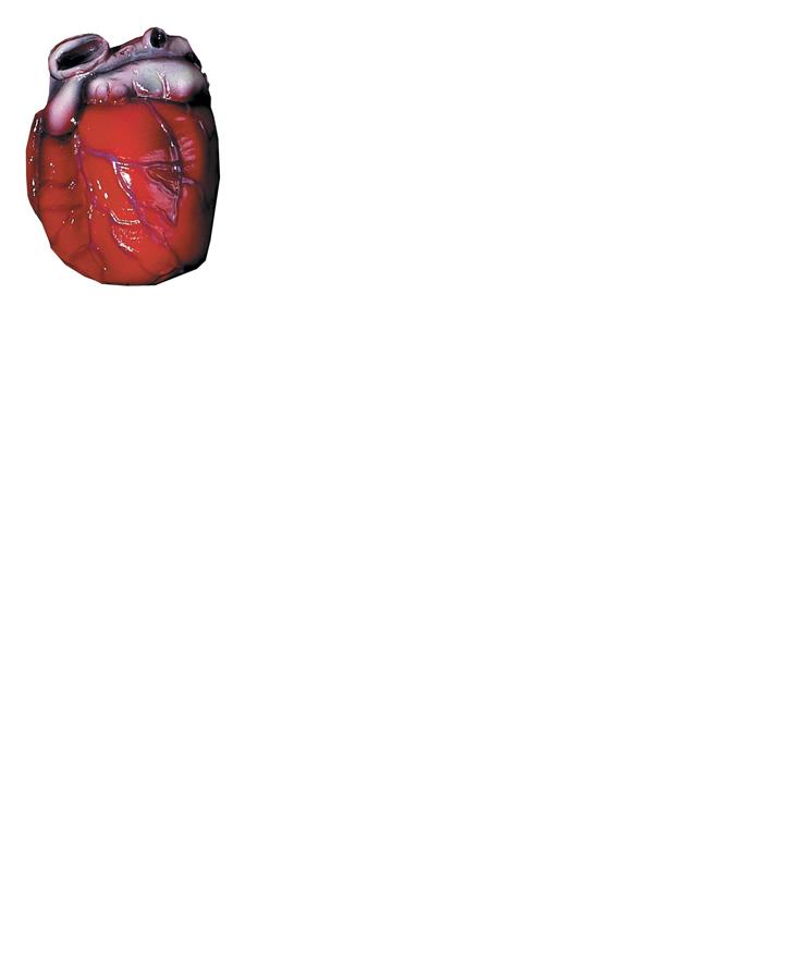 Heart Halloween Prop