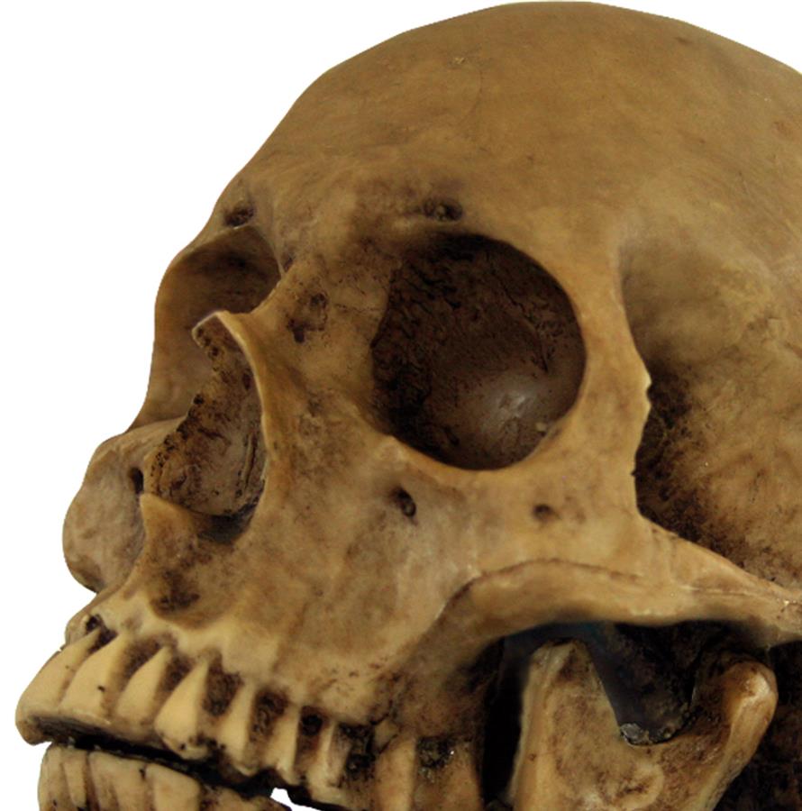 Cranium Resin Skull Halloween Prop