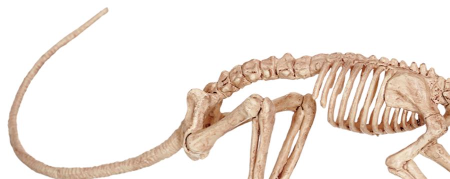 Skeleton Rat Halloween Prop