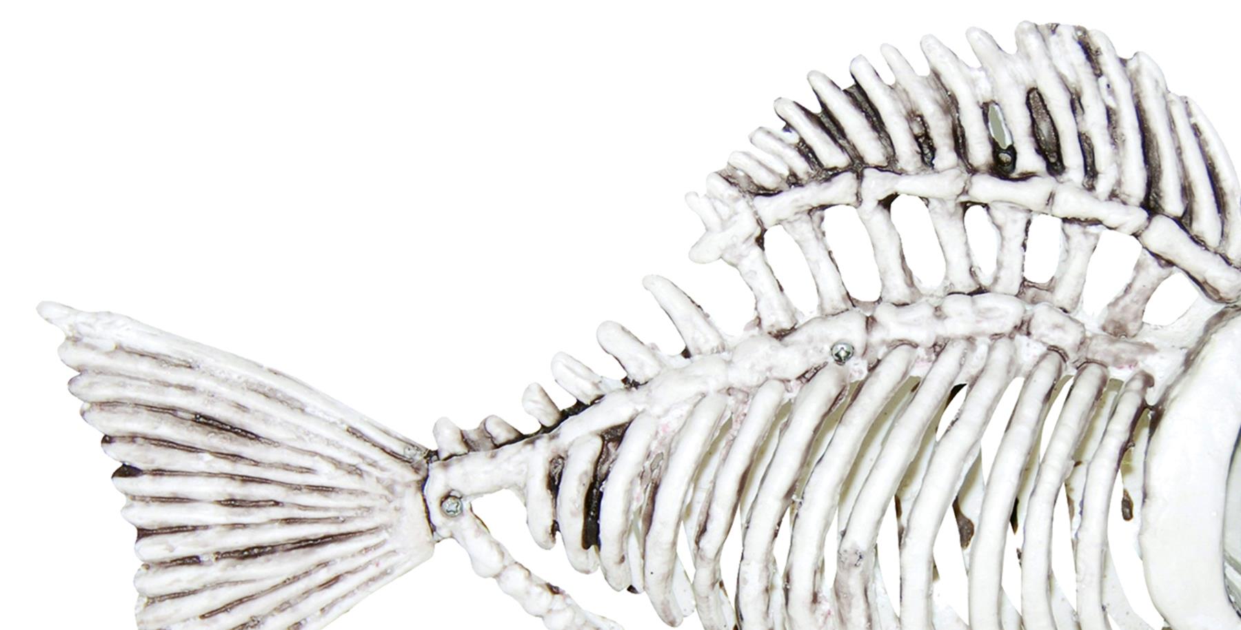 Bone Fish Halloween Prop