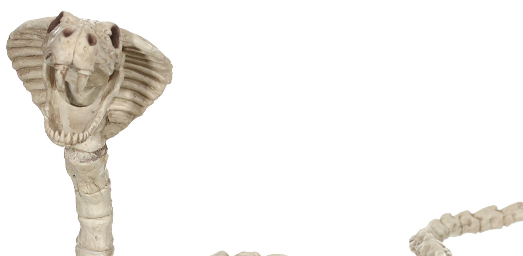 Skeleton Cobra Halloween Prop