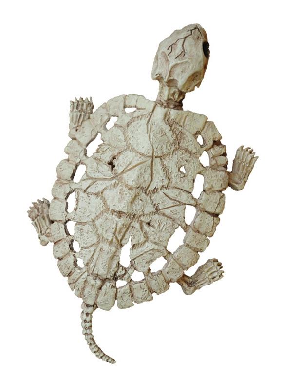 Turtle Skeleton Halloween Prop