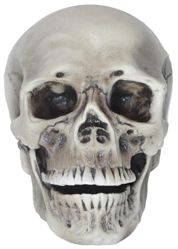 Realistic Rotting Skull Halloween Prop