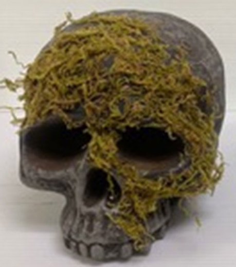 Jawless Moss Covered Skull Halloween Prop