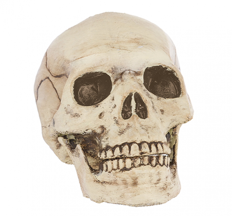 Jointed Mouth Plastic Skull Head Halloween Prop
