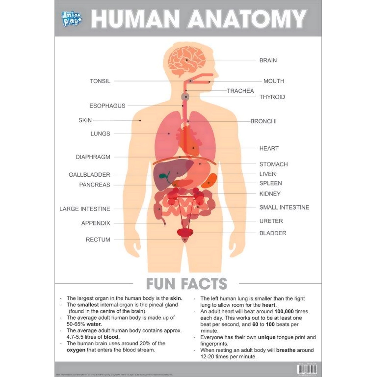 Human Anatomy Educational Poster
