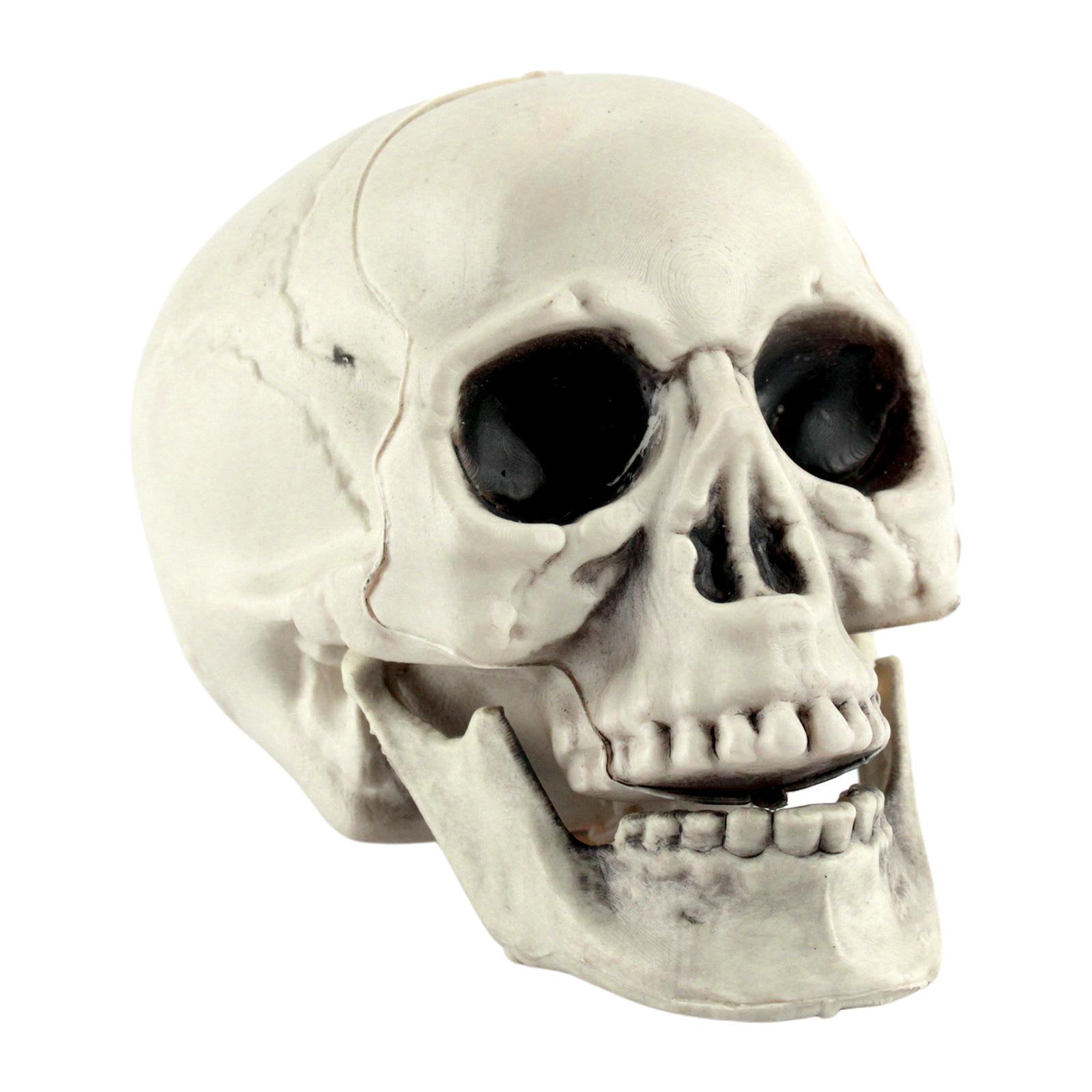 Plastic Skull Head with Movable Jaw