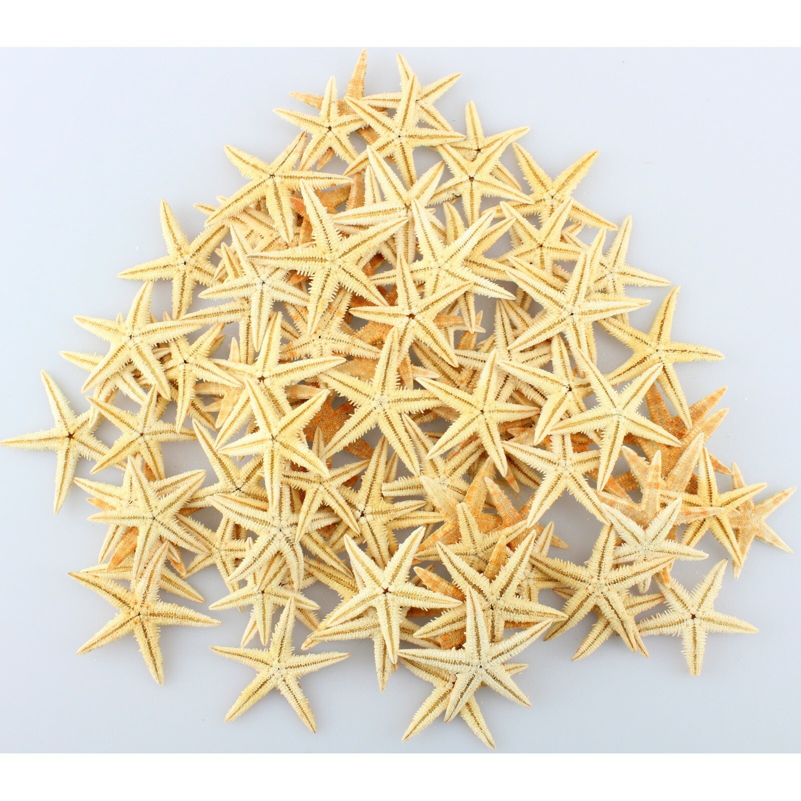 Medium Sugar Starfish Pack of 50