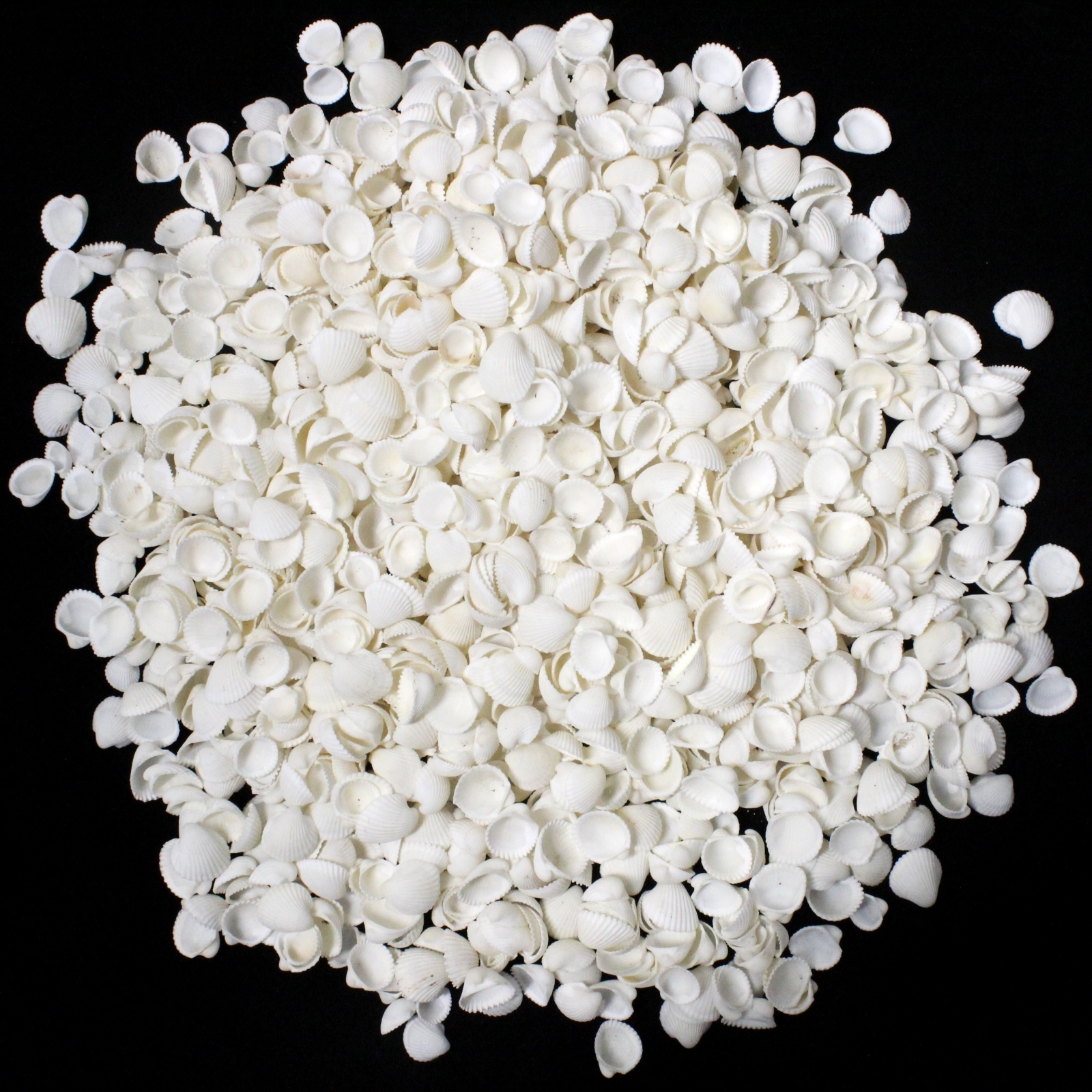 White Clam Rose Shells (1kg)